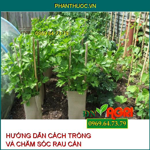 HƯỚNG DẪN CÁCH TRỒNG VÀ CHĂM SÓC RAU CẦN