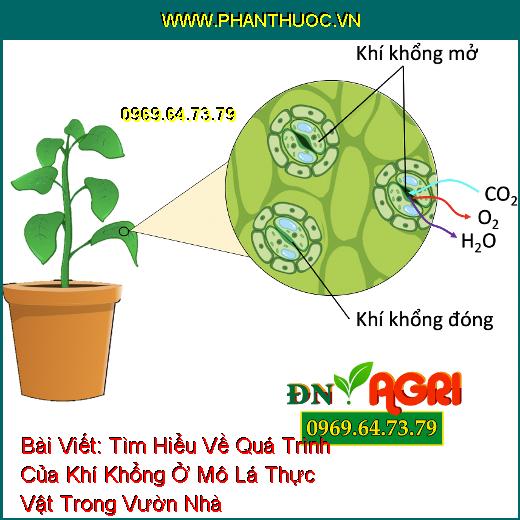 Tìm Hiểu Về Quá Trình Của Khí Khổng Ở Mô Lá Thực Vật Trong Vườn Nhà