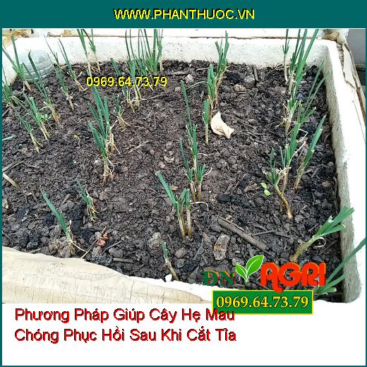 Phương Pháp Giúp Cây Hẹ Mau Chóng Phục Hồi Sau Khi Cắt Tỉa