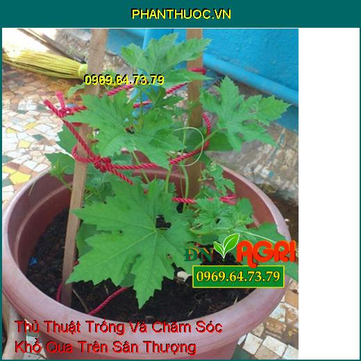 Thủ Thuật Trồng Và Chăm Sóc Khổ Qua Trên Sân Thượng 