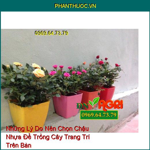 Những Lý Do Nên Chọn Chậu Nhựa Để Trồng Cây Trang Trí Trên Bàn