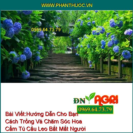 Hướng Dẫn Cho Bạn Cách Trồng Và Chăm Sóc Hoa Cẩm Tú Cầu Leo Bắt Mắt Người Xem