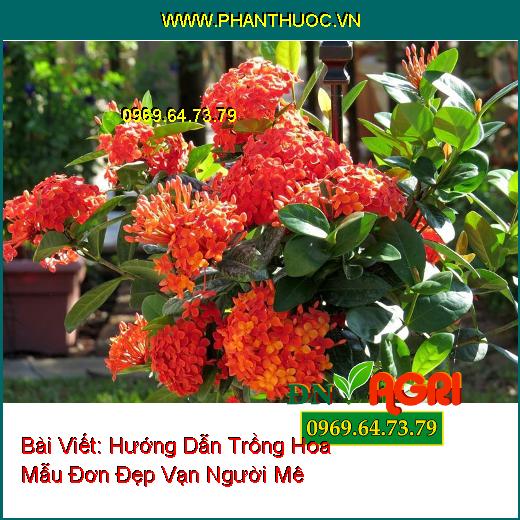 Hướng Dẫn Trồng Hoa Mẫu Đơn Đẹp Vạn Người Mê