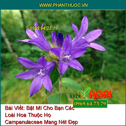 Bật Mí Cho Bạn Các Loài Hoa Thuộc Họ Campanulaceae Mang Nét Đẹp Quyến Rủ