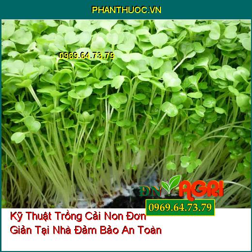 Kỹ Thuật Trồng Cải Non Đơn Giản Tại Nhà Đảm Bảo An Toàn