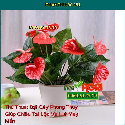 Thủ Thuật Đặt Cây Phong Thủy Giúp Chiêu Tài Lộc Và Hút May Mắn