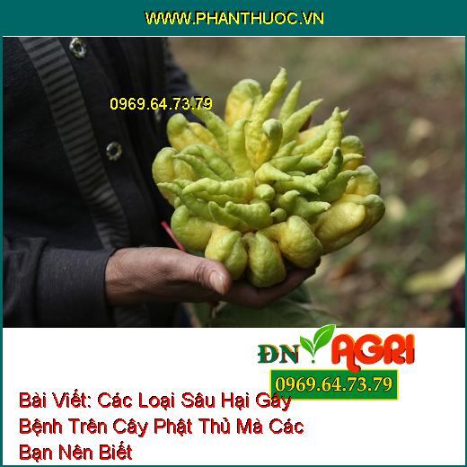 Các Loại Sâu Hại Gây Bệnh Trên Cây Phật Thủ Mà Các Bạn Nên Biết