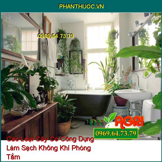 Các Loại Cây Có Công Dụng Làm Sạch Không Khí Phòng Tắm 