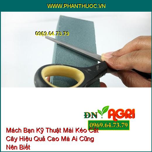 Mách Bạn Kỹ Thuật Mài Kéo Cắt Cây Hiệu Quả Cao Mà Ai Cũng Nên Biết