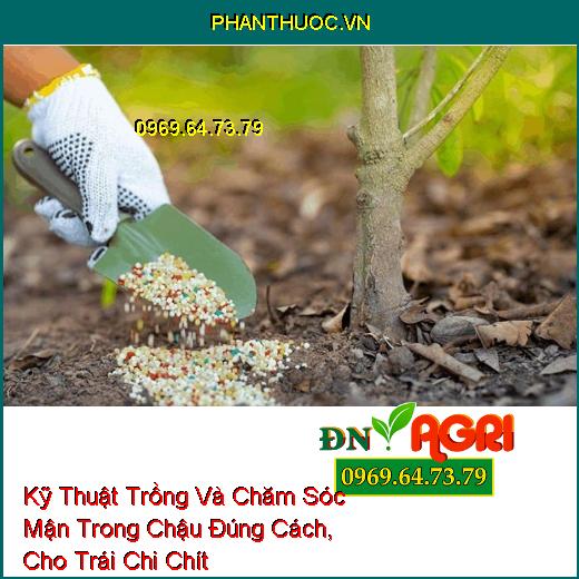 Kỹ Thuật Trồng Và Chăm Sóc Mận Trong Chậu Đúng Cách, Cho Trái Chi Chít