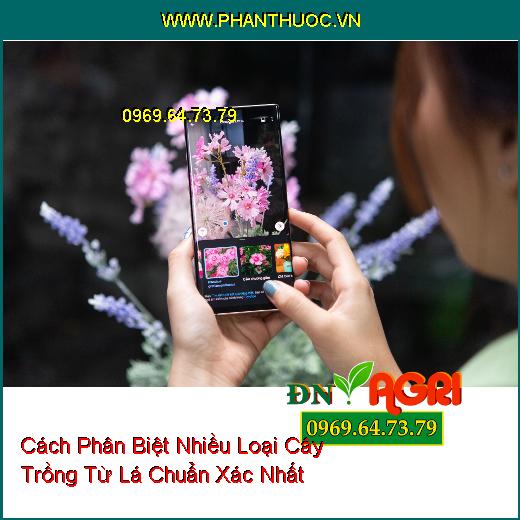 Cách Phân Biệt Nhiều Loại Cây Trồng Từ Lá Chuẩn Xác Nhất