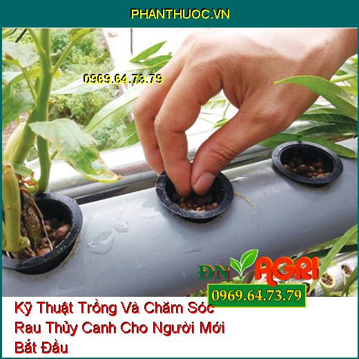 Kỹ Thuật Trồng Và Chăm Sóc Rau Thủy Canh Cho Người Mới Bắt Đầu 