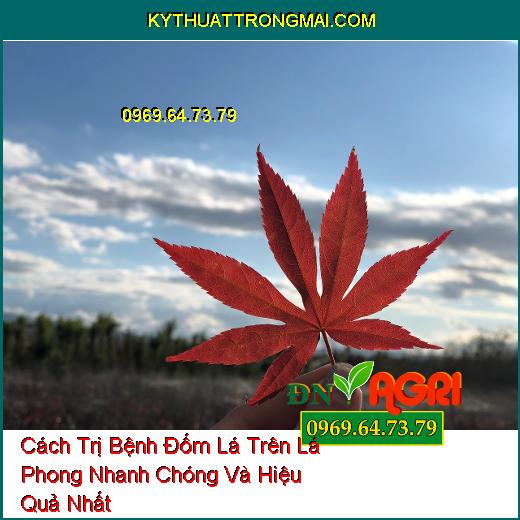 Cách Trị Bệnh Đốm Lá Trên Lá Phong Nhanh Chóng Và Hiệu Quả Nhất