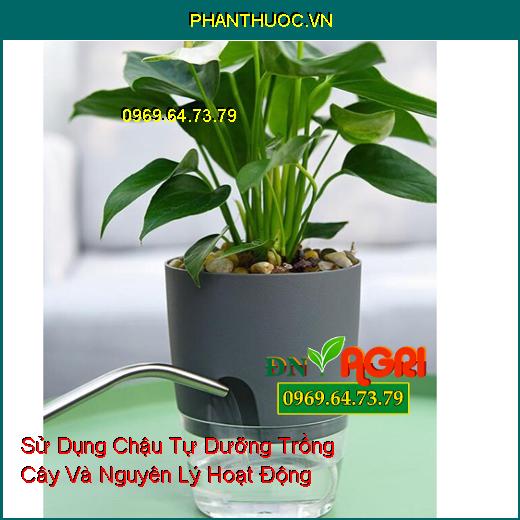 Sử Dụng Chậu Tự Dưỡng Trồng Cây Và Nguyên Lý Hoạt Động