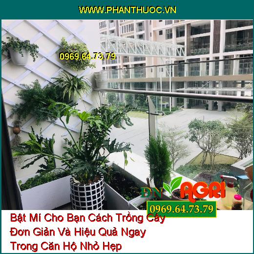 Bật Mí Cho Bạn Cách Trồng Cây Đơn Giản Và Hiệu Quả Ngay Trong Căn Hộ Nhỏ Hẹp