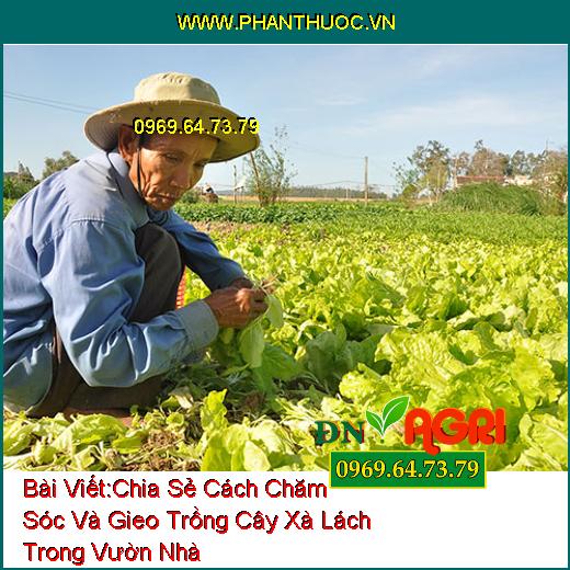 Chia Sẻ Cách Chăm Sóc Và Gieo Trồng Cây Xà Lách Trong Vườn Nhà