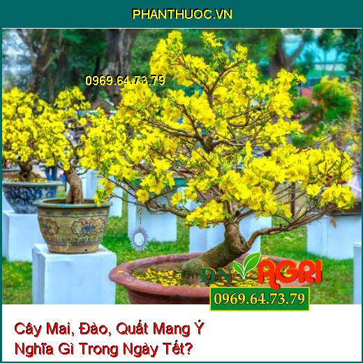 Cây Mai, Đào, Quất Mang Ý Nghĩa Gì Trong Ngày Tết?