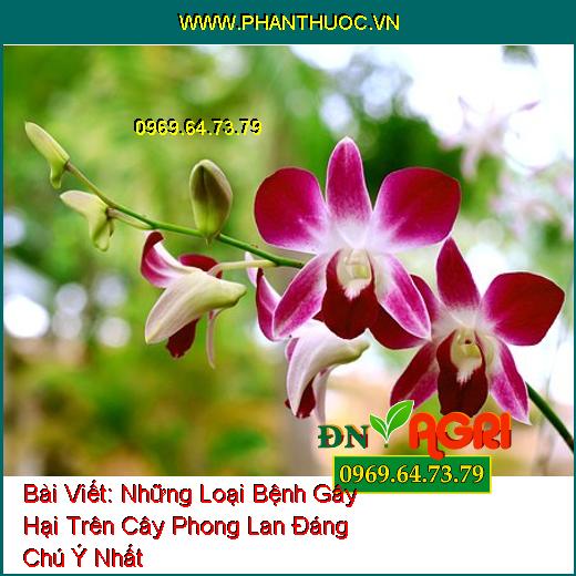 Những Loại Bệnh Gây Hại Trên Cây Phong Lan Đáng Chú Ý Nhất