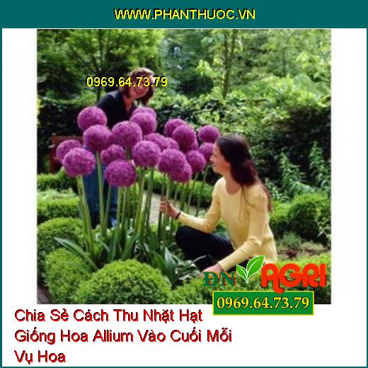 Chia Sẻ Cách Thu Nhặt Hạt Giống Hoa Allium Vào Cuối Mỗi Vụ Hoa