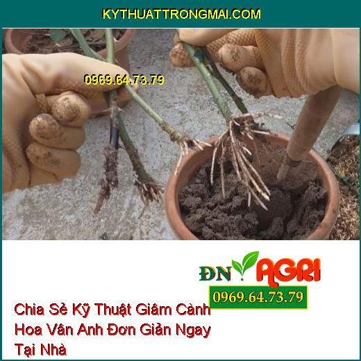 Chia Sẻ Kỹ Thuật Giâm Cành Hoa Vân Anh Đơn Giản Ngay Tại Nhà