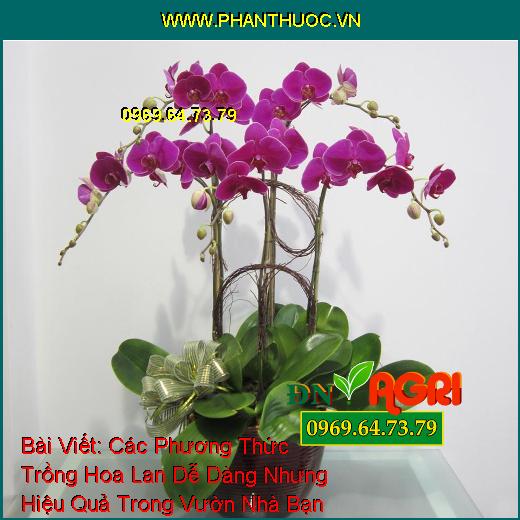 ắt tỉa thân cây lan