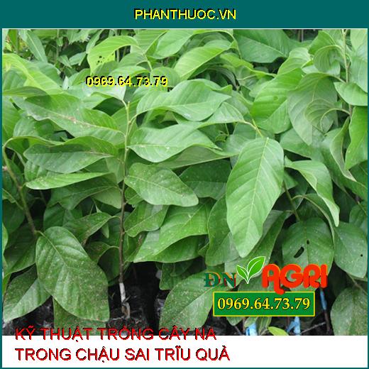 KỸ THUẬT TRỒNG CÂY NA TRONG CHẬU SAI TRĨU QUẢ