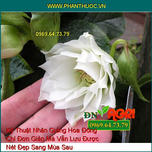 Kỹ Thuật Nhân Giống Hoa Đông Chí Đơn Giản Mà Vẫn Lưu Được Nét Đẹp Sang Mùa Sau