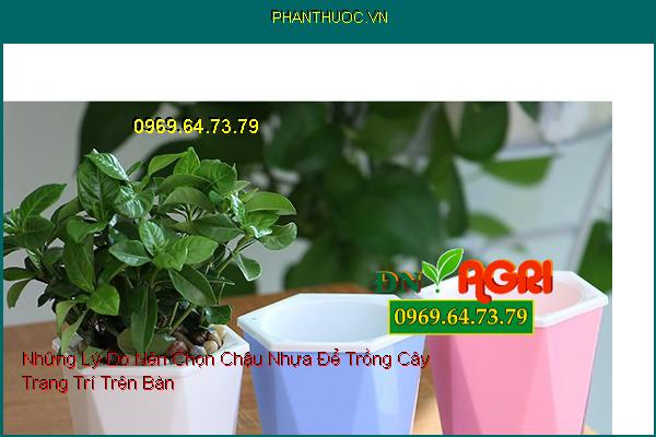 Những Lý Do Nên Chọn Chậu Nhựa Để Trồng Cây Trang Trí Trên Bàn