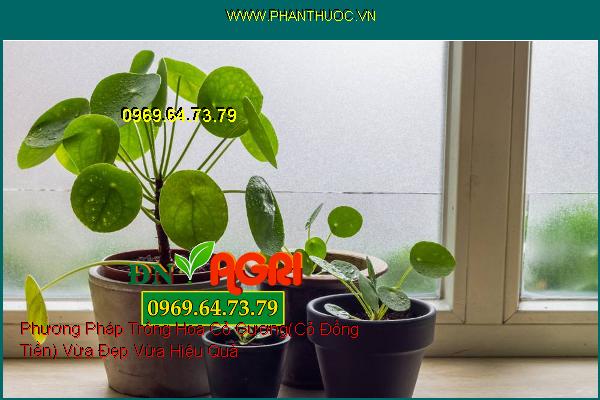 Phương Pháp Trồng Hoa Cỏ Gương(Cỏ Đồng Tiền) Vừa Đẹp Vừa Hiệu Quả