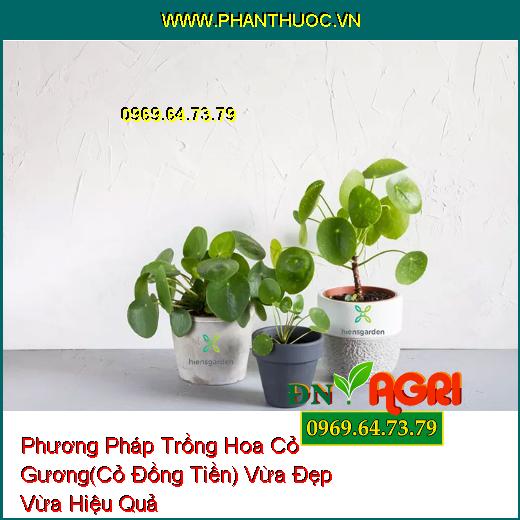 Phương Pháp Trồng Hoa Cỏ Gương(Cỏ Đồng Tiền) Vừa Đẹp Vừa Hiệu Quả