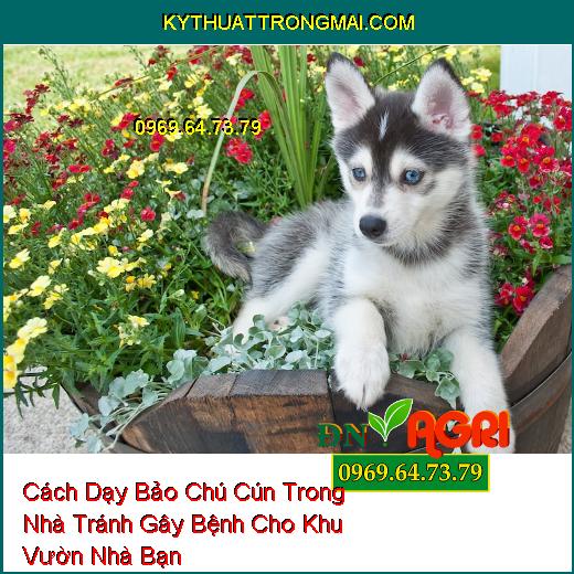 Cách Dạy Bảo Chú Cún Trong Nhà Tránh Gây Bệnh Cho Khu Vườn Nhà Bạn