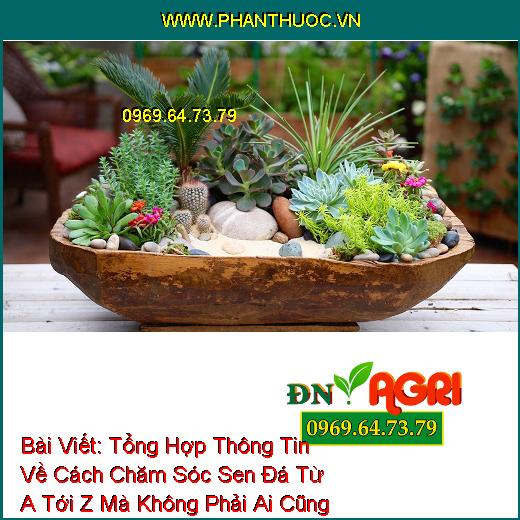 Tổng Hợp Thông Tin Về Cách Chăm Sóc Sen Đá Từ A Tới Z Mà Không Phải Ai Cũng Biết