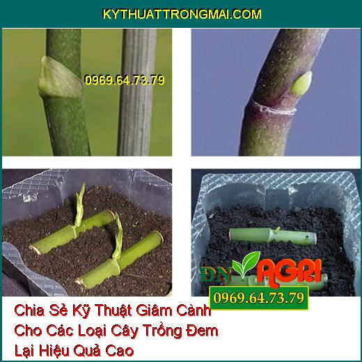 Chia Sẻ Kỹ Thuật Giâm Cành Cho Các Loại Cây Trồng Đem Lại hiệu Quả Cao