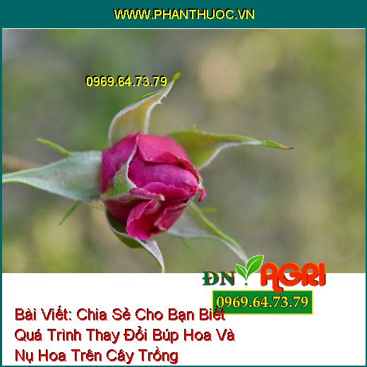 Chia Sẻ Cho Bạn Biết Quá Trình Thay Đổi Búp Hoa Và Nụ Hoa Trên Cây Trồng 