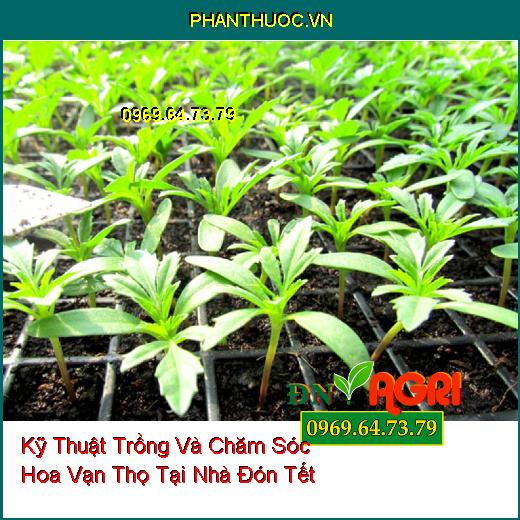 Kỹ Thuật Trồng Và Chăm Sóc Hoa Vạn Thọ Tại Nhà Đón Tết