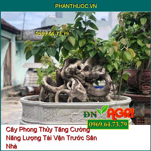 10 Loại Cây Phong Thủy Tăng Cường Năng Lượng Tài Vận Trước Sân Nhà