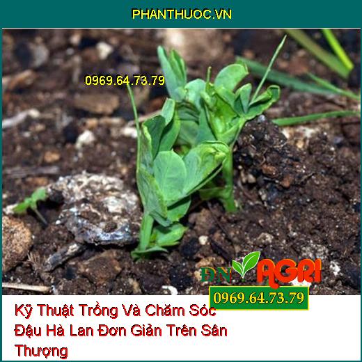 Kỹ Thuật Trồng Và Chăm Sóc Đậu Hà Lan Đơn Giản Trên Sân Thượng