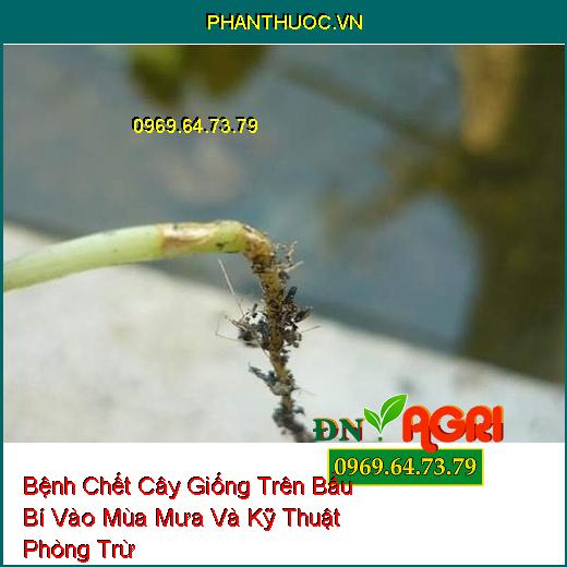 Bệnh Chết Cây Giống Trên Bầu Bí Vào Mùa Mưa Và Kỹ Thuật Phòng Trừ