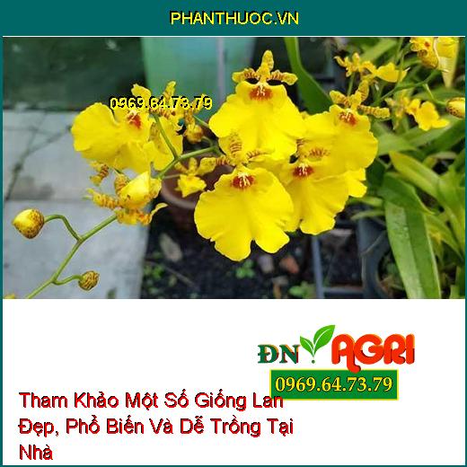 Tham Khảo Một Số Giống Lan Đẹp, Phổ Biến Và Dễ Trồng Tại Nhà 