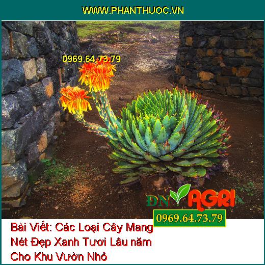 Các Loại Cây Mang Nét Đẹp Xanh Tươi Lâu năm Cho Khu Vườn Nhỏ