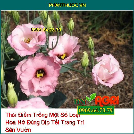 Thời Điểm Trồng Một Số Loại Hoa Nở Đúng Dịp Tết Trang Trí Sân Vườn