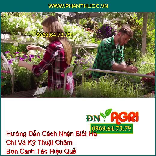 Hướng Dẫn Cách Nhận Biết Hạ Chí Và Kỹ Thuật Chăm Bón, Canh Tác Hiệu Quả 