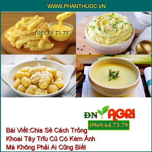 Chia Sẻ Cách Trồng Khoai Tây Trĩu Củ Có Kèm Ảnh Mà Không Phải Ai Cũng Biết