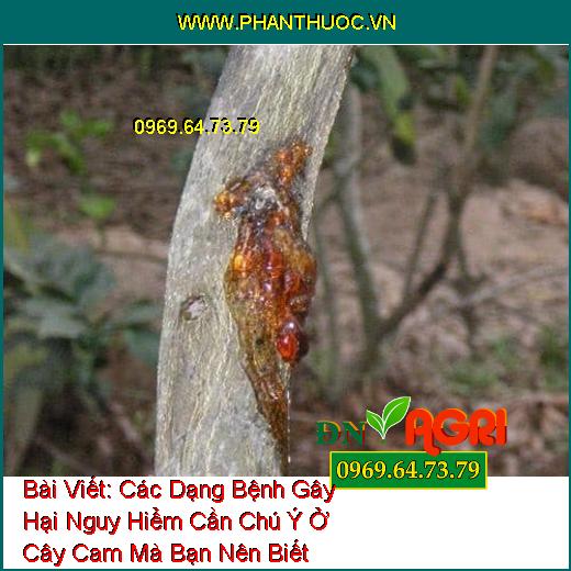 Các Dạng Bệnh Gây Hại Nguy Hiểm Cần Chú Ý Ở Cây Cam Mà Bạn Nên Biết