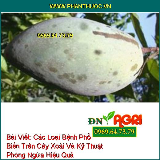 Các Loại Bệnh Phổ Biến Trên Cây Xoài Và Kỹ Thuật Phòng Ngừa Hiệu Quả