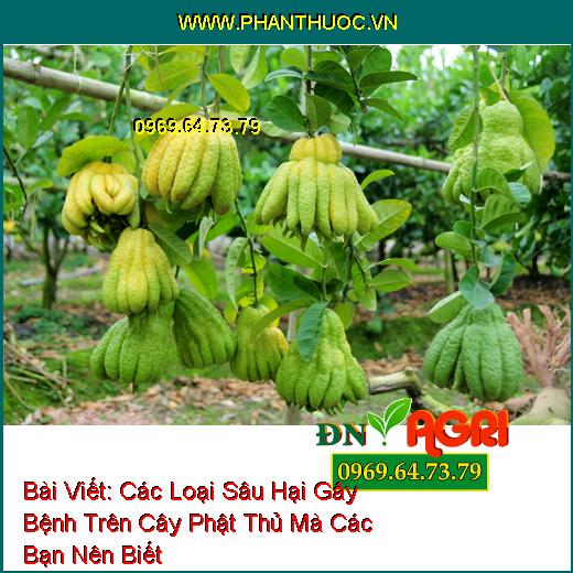 Các Loại Sâu Hại Gây Bệnh Trên Cây Phật Thủ Mà Các Bạn Nên Biết