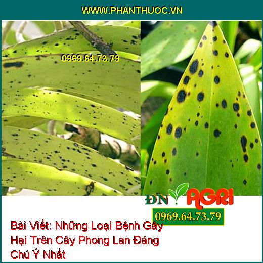 Những Loại Bệnh Gây Hại Trên Cây Phong Lan Đáng Chú Ý Nhất