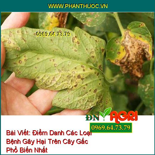 Điểm Danh Các Loại Bệnh Gây Hại Trên Cây Gấc Phổ Biến Nhất