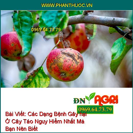 Các Dạng Bệnh Gây hại Ở Cây Táo Nguy Hiểm Nhất Mà Bạn Nên Biết