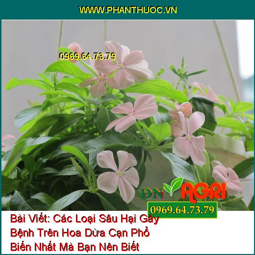 Các Loại Sâu Hại Gây Bệnh Trên Hoa Dừa Cạn Phổ Biến Nhất Mà Bạn Nên Biết